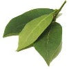 NURSERY  - LAURUS NOBILIS : Bay leaf