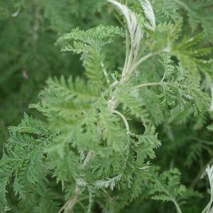 Essential Oil - Cape Wormwood