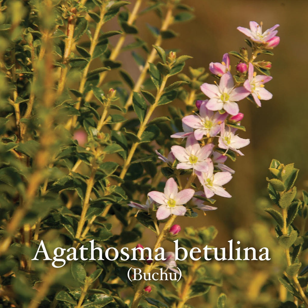 NURSERY  - AGATHOSMA BETULINA - Cape buchu betulina