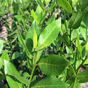 NURSERY  - LAURUS NOBILIS : Bay leaf