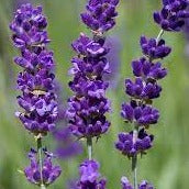 NURSERY  - LAVANDULA angustifolia - Lavender