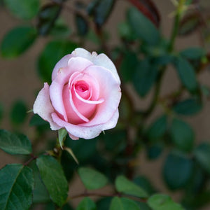 NURSERY  - ROSA CANINA : Heritage rose with miniature pink flowers