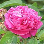 NURSERY  - ROSA DAMASCENA : Heritage rose used in perfumes-dark pink