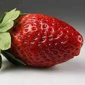 NURSERY  - FRAGARIA ANANASSA- Heritage strawberry