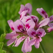 Hydrosol - Cape Rose Geranium