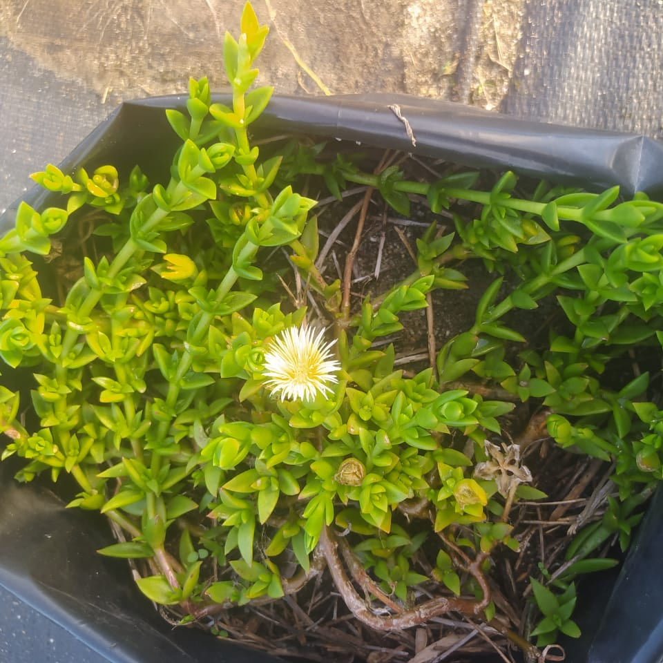 NURSERY  - SCELETIUM TORTUOSUM - Kougoed