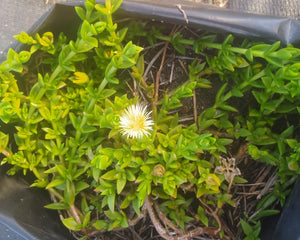 Dried - Sceletium (Kanna)