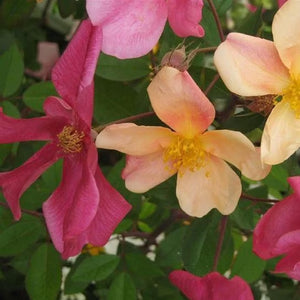 NURSERY  - ROSA Mutabilis : Heritage rose with butterfly flowers -shades of pink